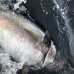 Gallery 3 - Fortuna Charters - Deep Sea Tuna Fishing from Plymouth