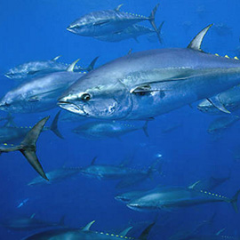 Release - Fortuna Charters - Deep Sea Tuna Fishing from Plymouth