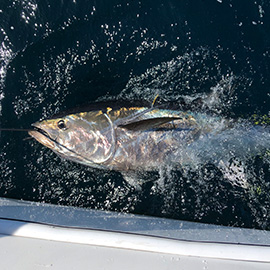 Tag - Fortuna Charters - Deep Sea Tuna Fishing from Plymouth